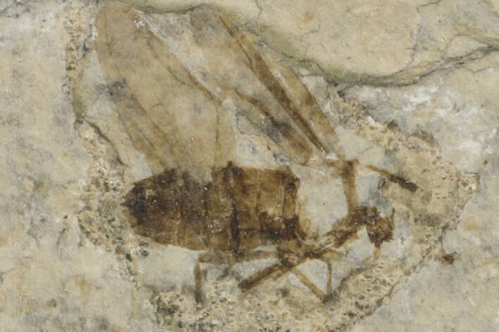 Fossil March Fly (Plecia) - Green River Formation #154514